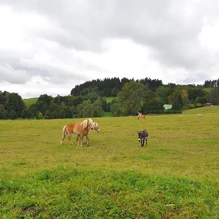 Holiday In Snezne *